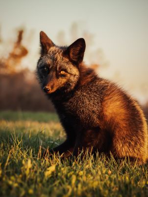 Silver Fox Portrait by Angela Vezina